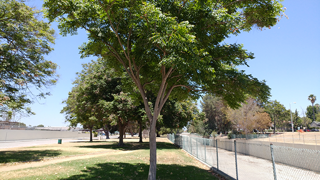 albero-regular-fotocamera