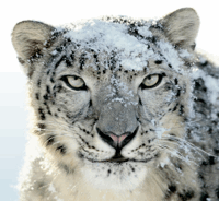 Come eseguire l'aggiornamento a Snow Leopard e cosa dovresti sapere [Mac] snow leopard