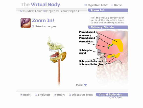 anatomia umana interattiva