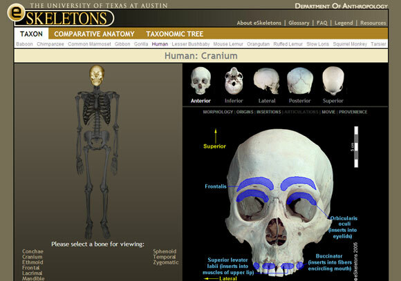 anatomia umana interattiva