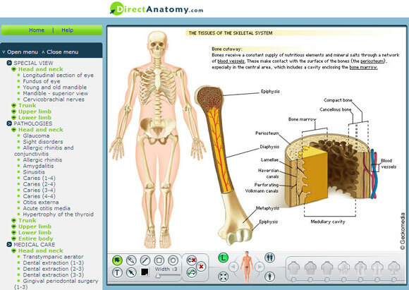 anatomia umana interattiva