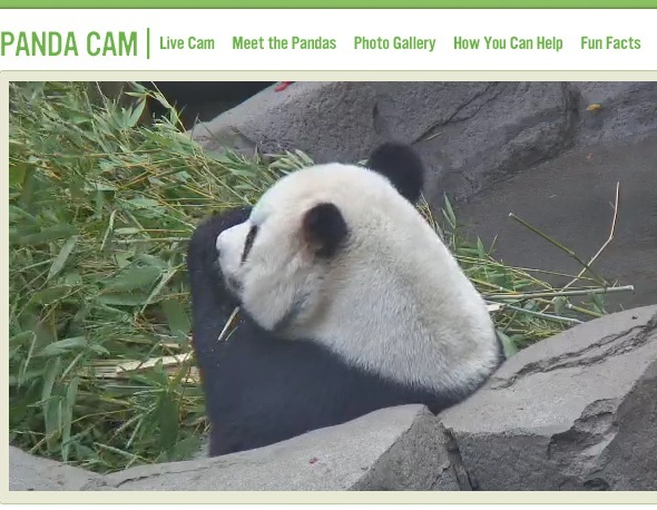 I 5 siti web più interessanti da visitare in un'avventura virtuale panda cam