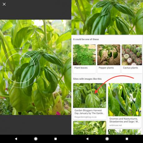 Come identificare piante e fiori usando il telefono Bing della fotocamera