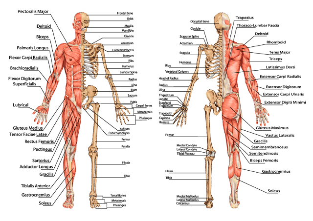 anatomia umana