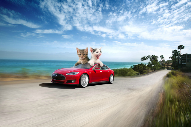 tesla-motori-kitten-cars