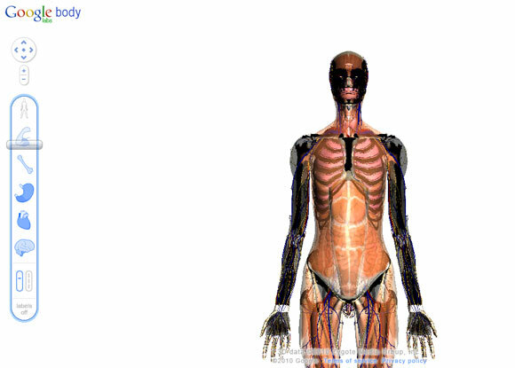 anatomia interattiva