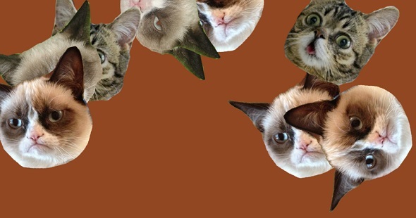 8 siti web di gatti Purrfect per gli amanti dei gatti portano l'animazione dei gatti