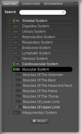 anatomia del corpo umano