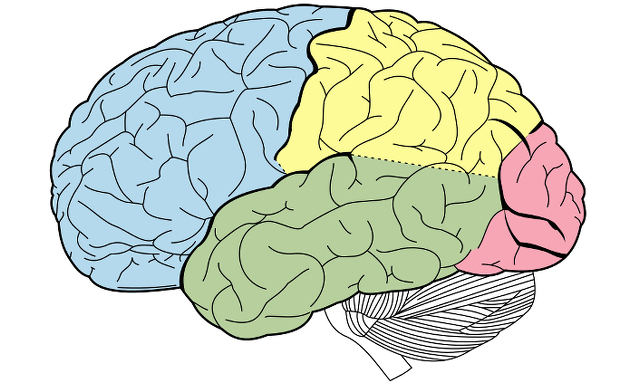 ricerca sul futuro del cervello