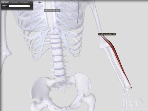 diagramma del corpo umano