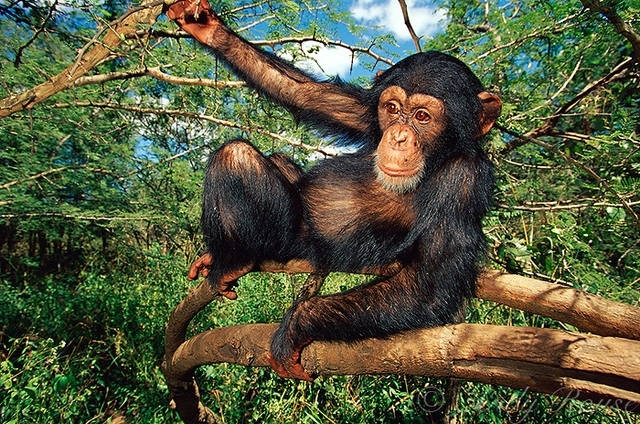 6 Andy Rouse - Scimpanzé