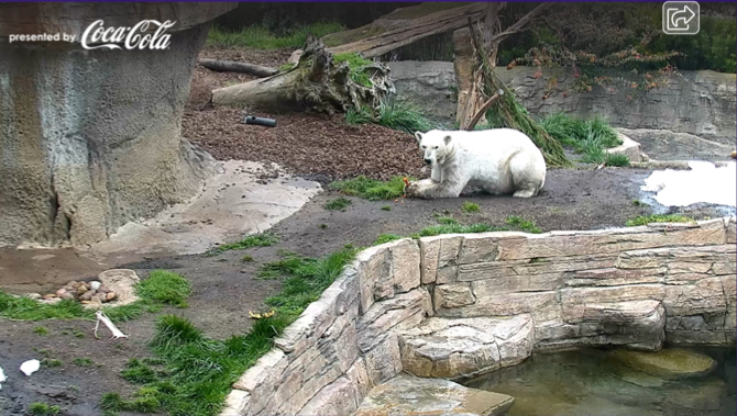 Cam dell'orso polare dello zoo di San Diego