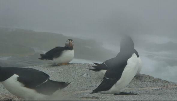 Ustream-pulcinelle di mare