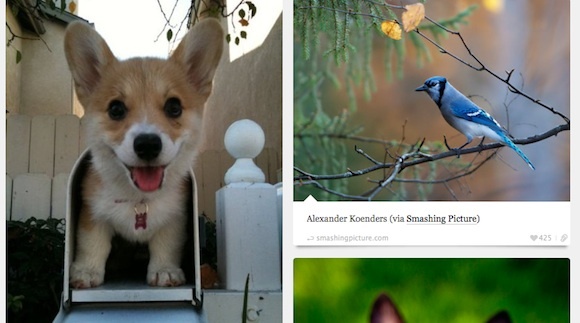 10 Tumblr fantastici e stimolanti per ravvivare il tuo cruscotto BestTumblrs Animal Blog